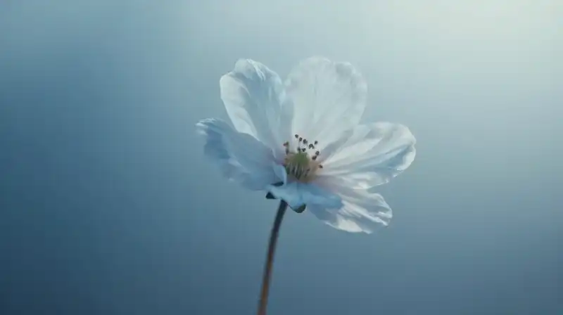 A delicate, translucent flower blooms against a soft blue background